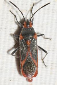 Caenocoris nerii