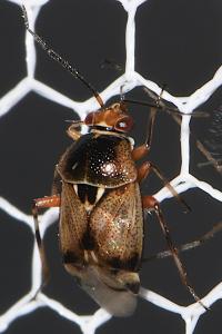 Deraeocoris serenus