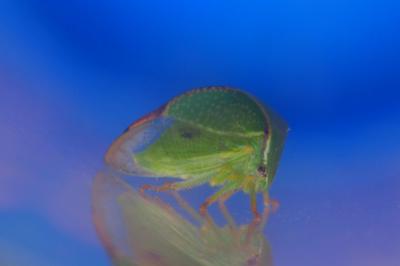 Stictocephala alta