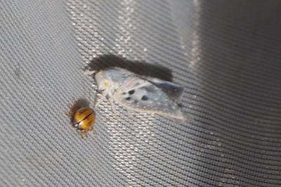Metcalfa pruinosa