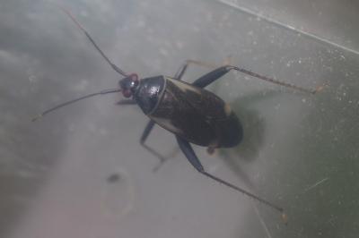Adelphocoris seticornis