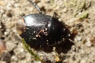 Geotomus punctulatus