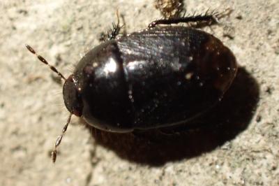 Geotomus punctulatus