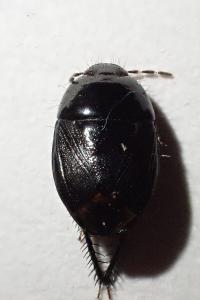 Geotomus punctulatus