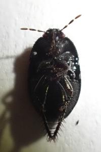 Geotomus punctulatus