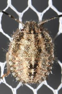 Dolycoris baccarum