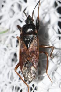 Eremocoris fenestratus