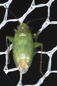 Orthotylus