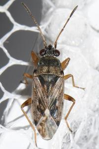 Peritrechus meridionalis
