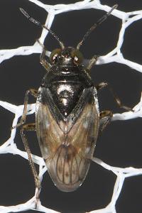 Saldula