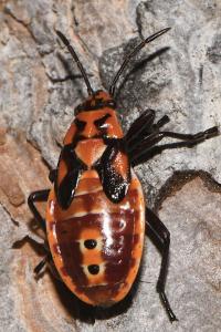 Spilostethus pandurus