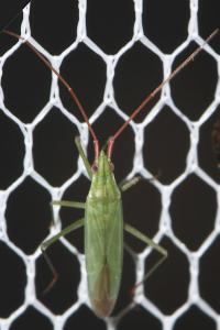 Trigonotylus caelestialium