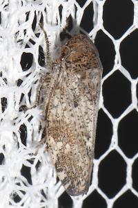 Cicadellidae