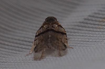 Cixius