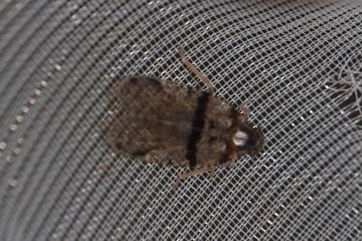 Cixius