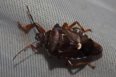 Pinthaeus sanguinipes