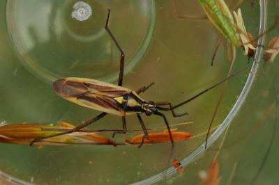 Leptopterna dolabrata