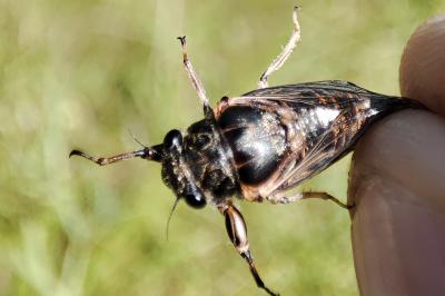 Tettigettalna argentata