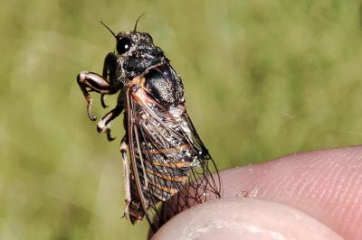Tettigettalna argentata