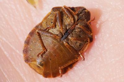 Eurygaster testudinaria