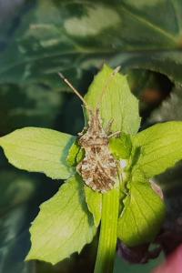 Centrocoris variegatus