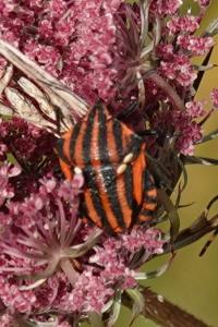 Graphosoma italicum