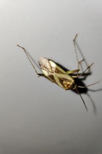 Adelphocoris lineolatus