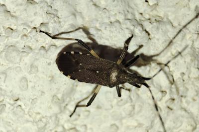 Dicranocephalus agilis