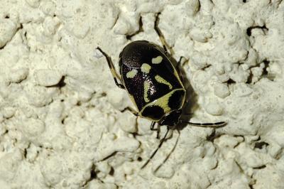 Eurydema oleracea