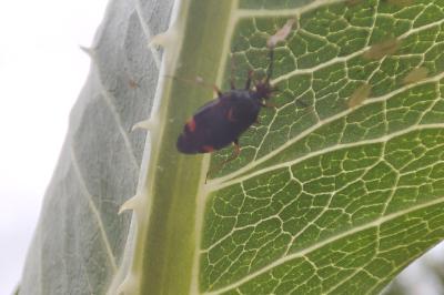 Deraeocoris ruber