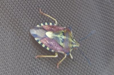 Carpocoris purpureipennis