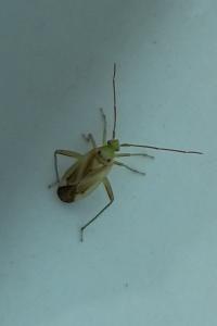 Adelphocoris lineolatus