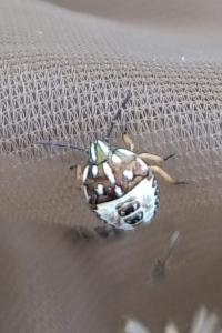 Carpocoris purpureipennis