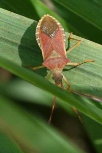 Gonocerus acuteangulatus