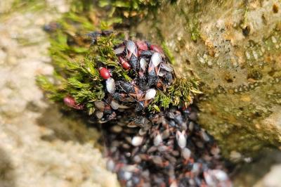 Oxycarenus lavaterae