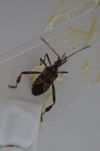 Leptoglossus occidentalis