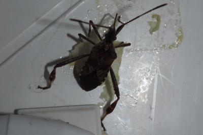 Leptoglossus occidentalis