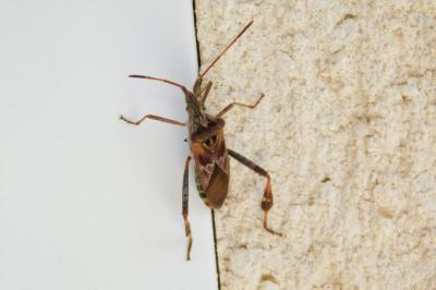 Leptoglossus occidentalis