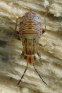 Peritrechus geniculatus