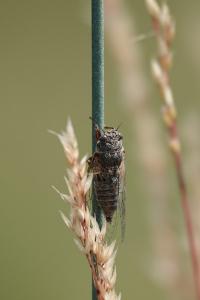 Tettigettalna argentata