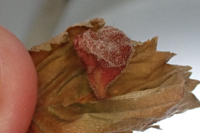 Tetraneura caerulescens