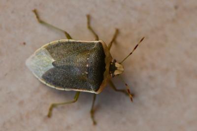 Nezara viridula