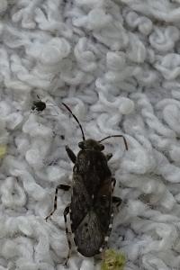 Heterogaster urticae