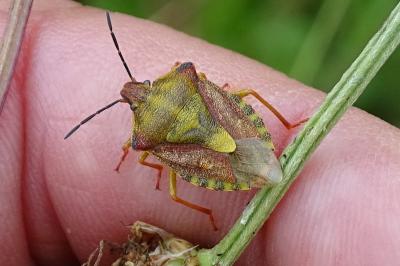 Carpocoris purpureipennis