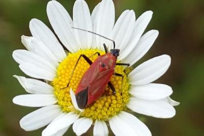 Calocoris nemoralis