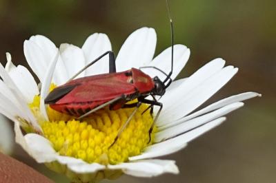 Calocoris nemoralis