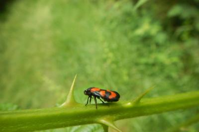 Cercopis vulnerata