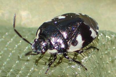 Tritomegas bicolor