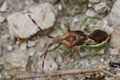 Gonocerus juniperi