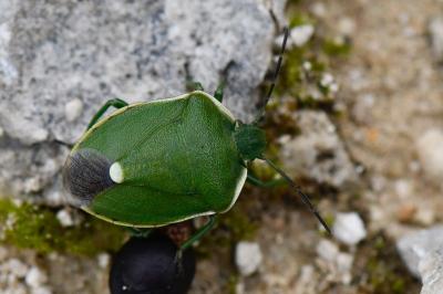 Chlorochroa juniperina